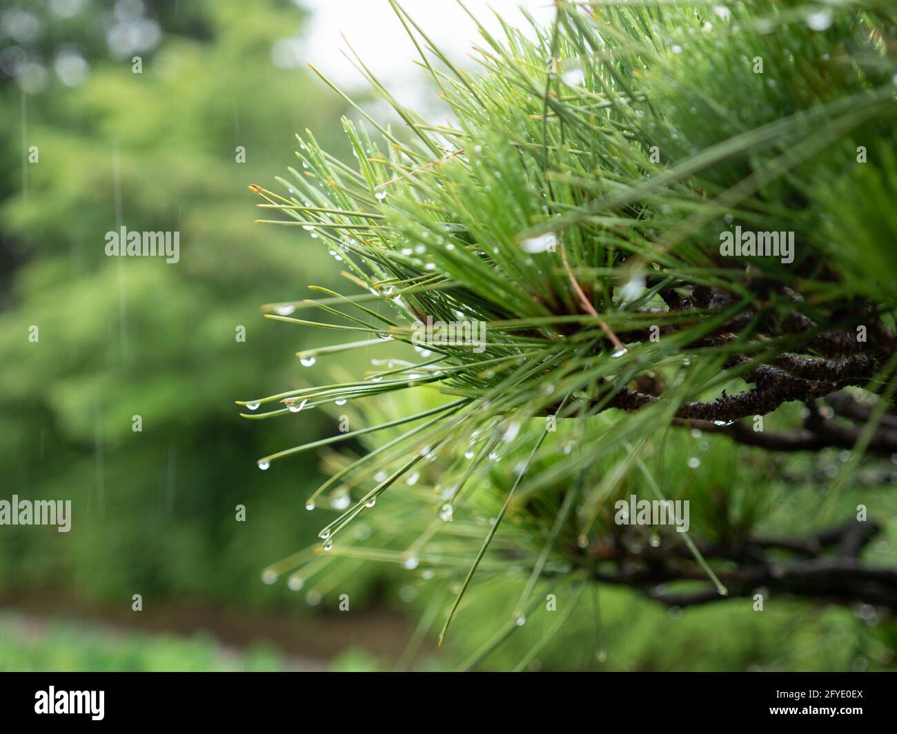 Detail von japanischen Kiefernnadeln mit Wassertropfen (Pinus thunbergii) Stockfoto