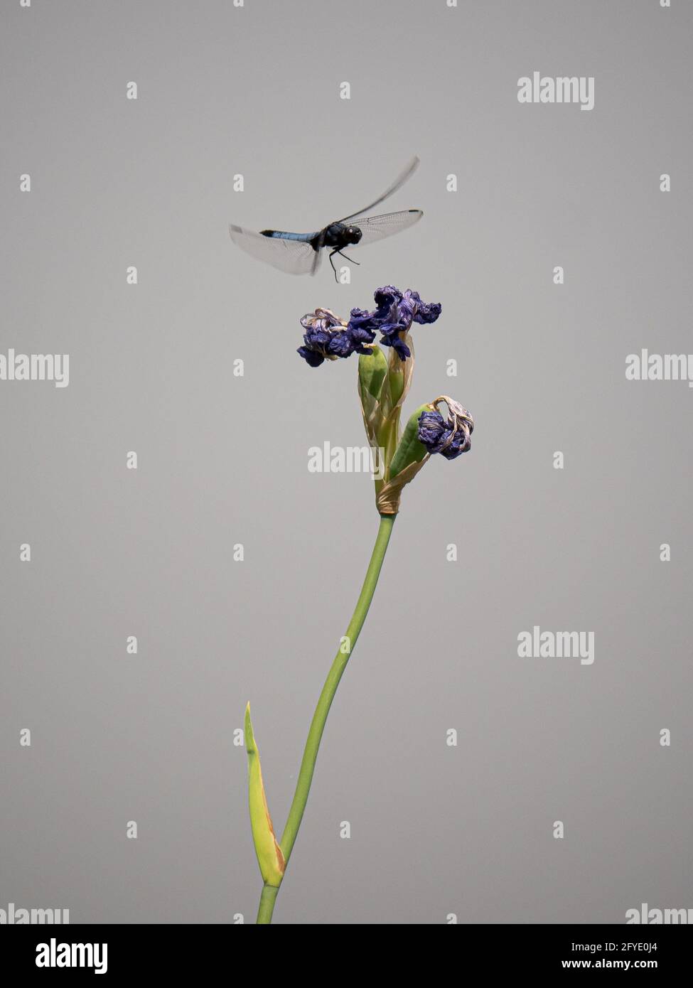 Die Fliege landet auf der Irisblume in der Nähe des Sees Stockfoto