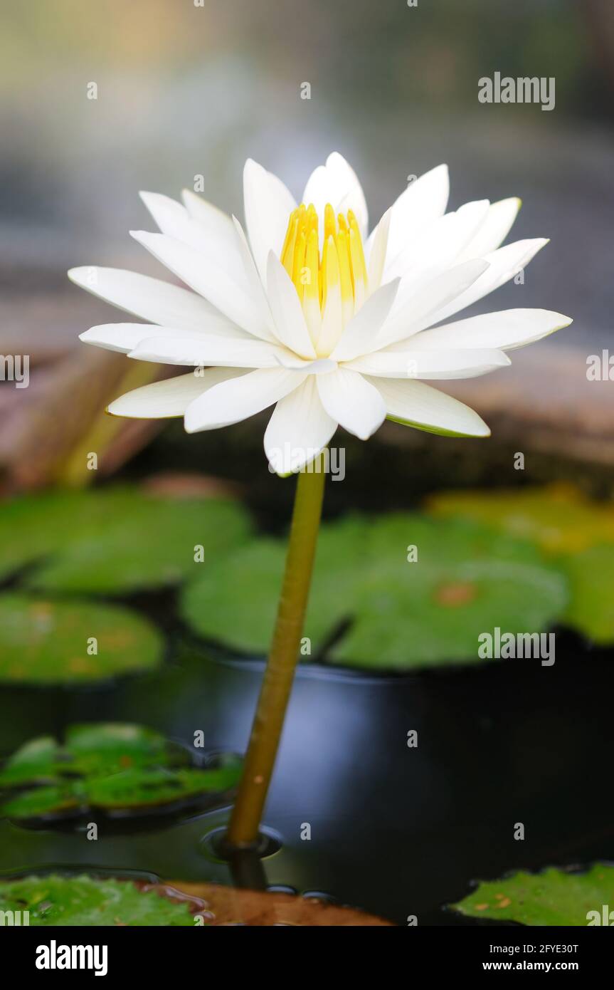 Eine wunderschöne weiße Wasserlilie Stockfoto