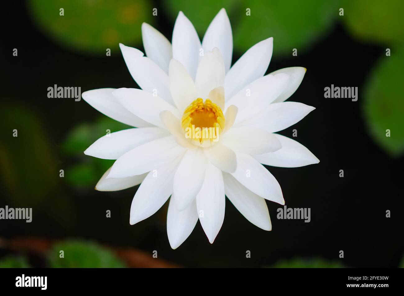 Eine wunderschöne weiße Wasserlilie Stockfoto