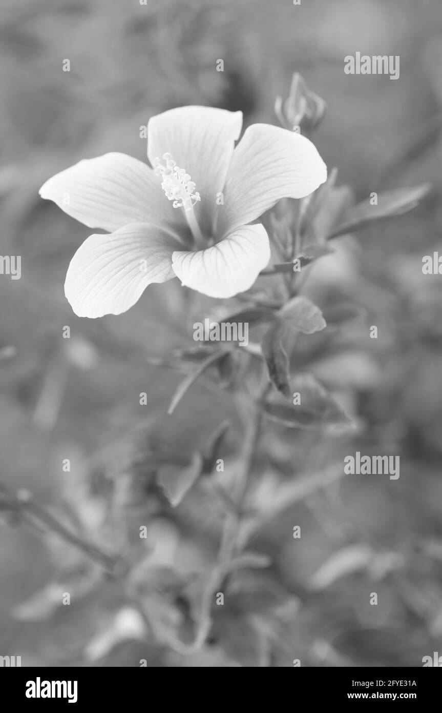 Ein attraktiver Hibiskus in Monochrom Stockfoto