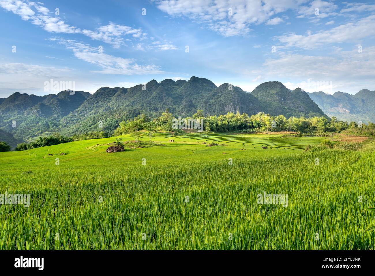 Panoramablick auf den schönen grünen Terrassen von Pu-Luong Kommune, Provinz Thanh Hoa, Vietnam Stockfoto