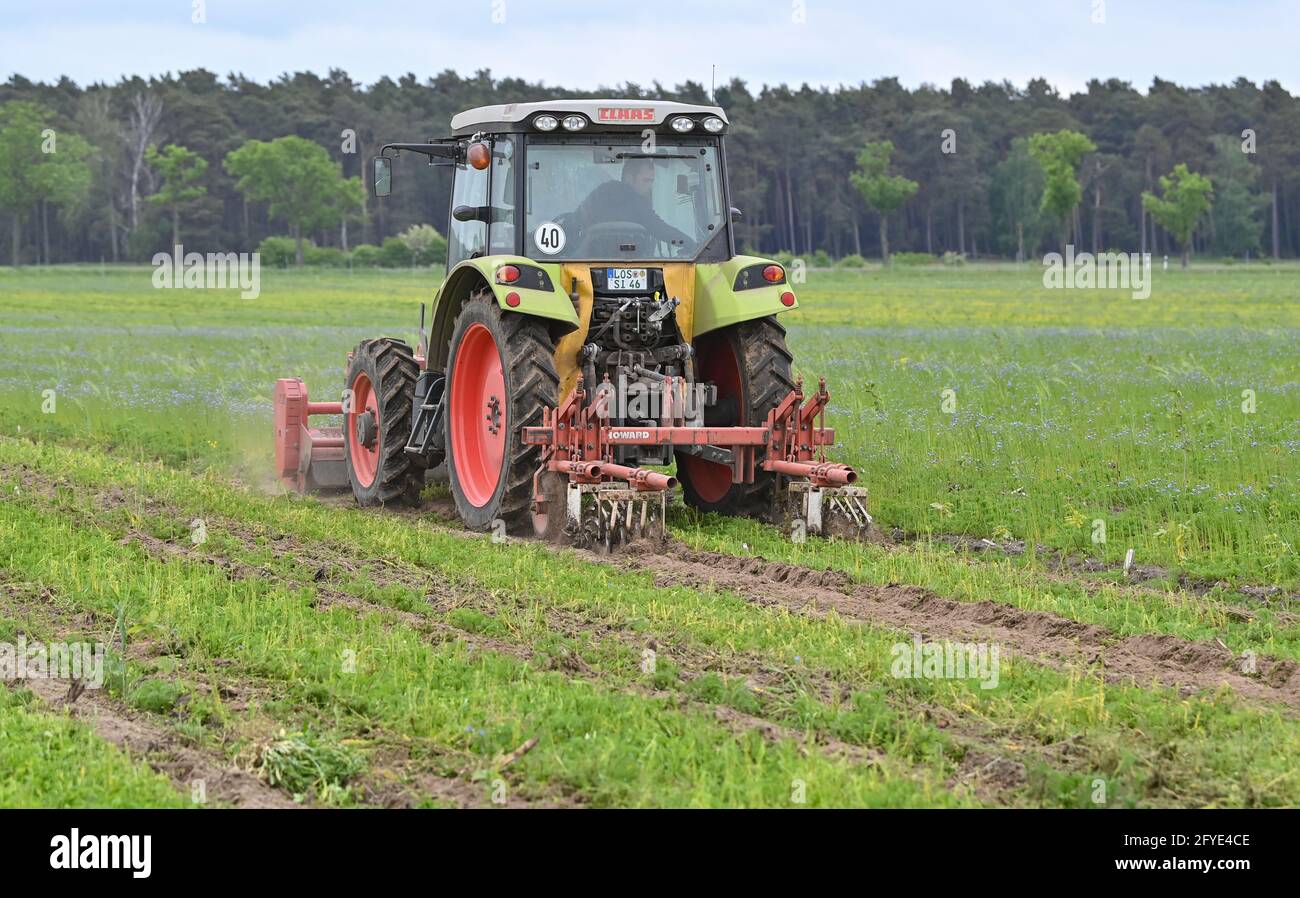 27. Mai 2021, Brandenburg, Krügersdorf: Ein Mitarbeiter der Oegelner Fließ Dienstleistungs GmbH & Co. Kg bearbeitet den Boden auf einem neuen Waldgebiet, in dem bereits kleine Bäume wachsen. Tesla baut in Brandenburg ein hochmodernes Werk für Elektroautos. Dafür wurden Bäume gefällt. Zu diesem Zweck werden jetzt andere Gebiete aufgeforstet. Neue Waldgebiete werden geschaffen. Die Mini-Bäume wachsen auf. Foto: Patrick Pleul/dpa-Zentralbild/dpa Stockfoto