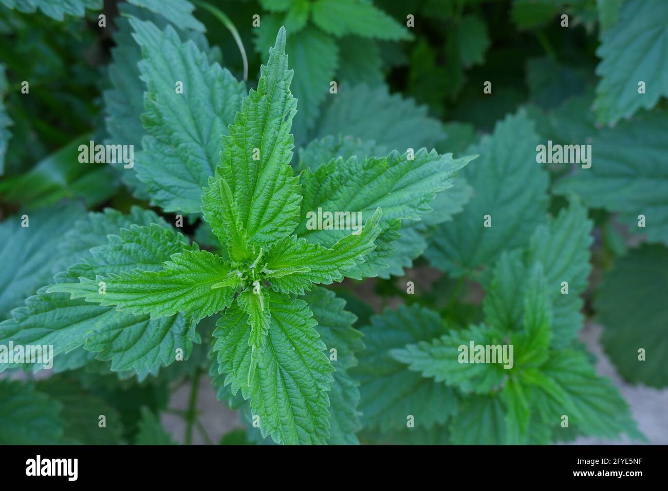Die jungen Blätter von frischem Grün Brennnesseln. Stockfoto