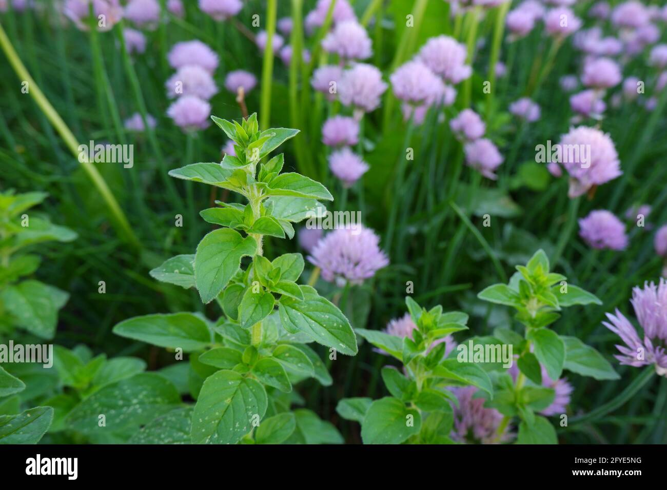 Ein Zweig von Orangano auf dem Hintergrund von Schnittlauch-Blütenständen. Stockfoto