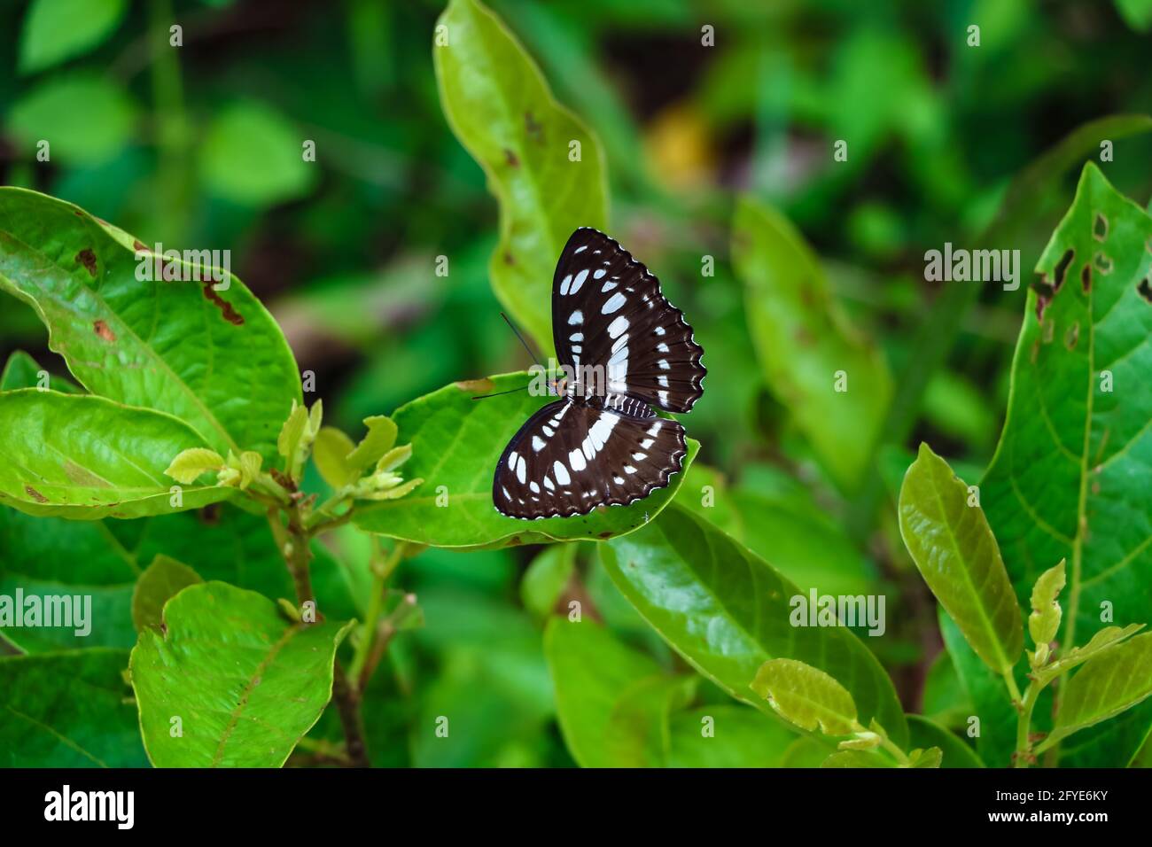 Schwarz und weiß, gemeiner Seemann Schmetterling auf grünem Blatt Stockfoto