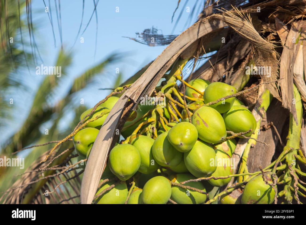 Frische neugeborene Baby Kokosnüsse auf einer  Kokosnussbaumplantage.Angruppierung von frischen Baby  Kokosnusspalmenfrüchten auf seinem Baum. Achinga , Kleine Kokosnuss, Kleine  Kokosnuss Stockfotografie - Alamy