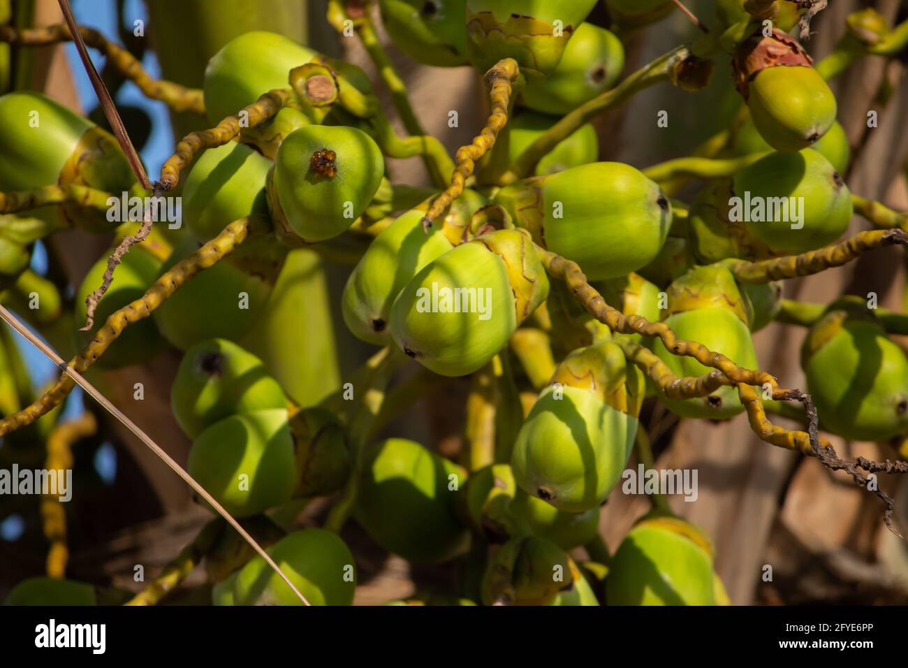Frische neugeborene Baby Kokosnüsse auf einer Kokosnussbaumplantage.Angruppierung von frischen Baby Kokosnusspalmenfrüchten auf seinem Baum. Achinga , Kleine Kokosnuss, Kleine Kokosnuss Stockfoto