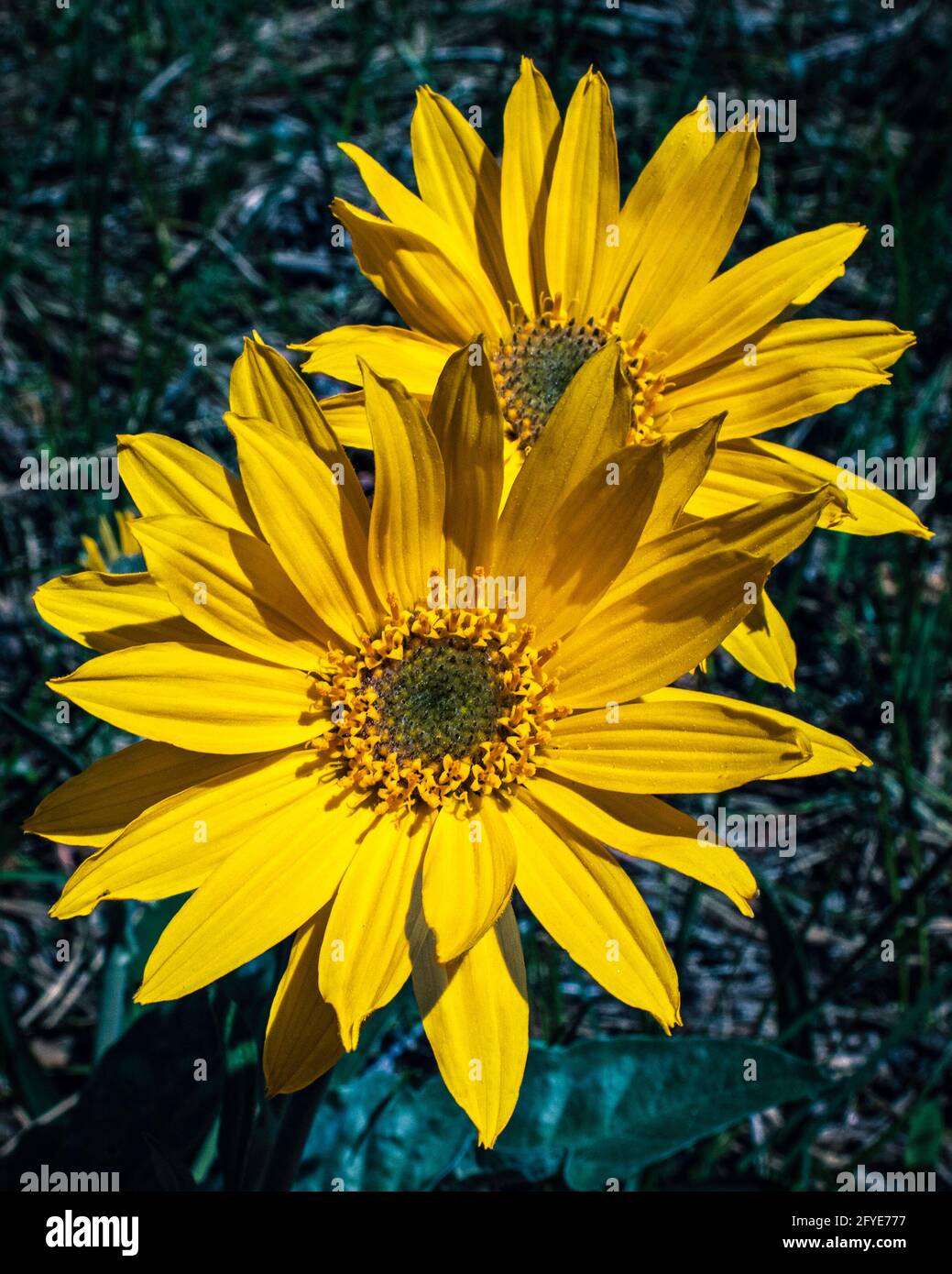 Gelbe Pfeilblatt-Balsamwurzel-Blüte, die im Frühlingssonne bricht Durch den Wald Stockfoto