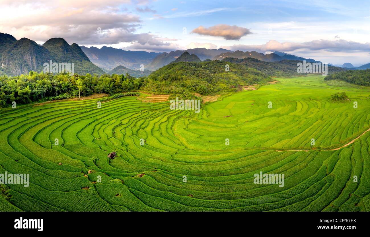 Panoramablick auf den schönen grünen Terrassen von Pu-Luong Kommune, Provinz Thanh Hoa, Vietnam Stockfoto