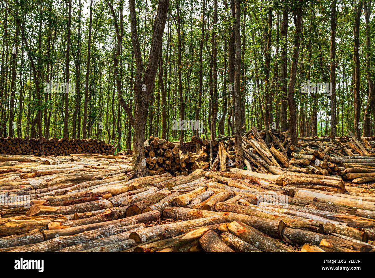 Ghajini ist ein berühmter grüner Wald im Stadtteil Sherpur Von Bangladesch, wo künstliche Picknickplätze geschaffen werden Bäume in der na abschneiden Stockfoto