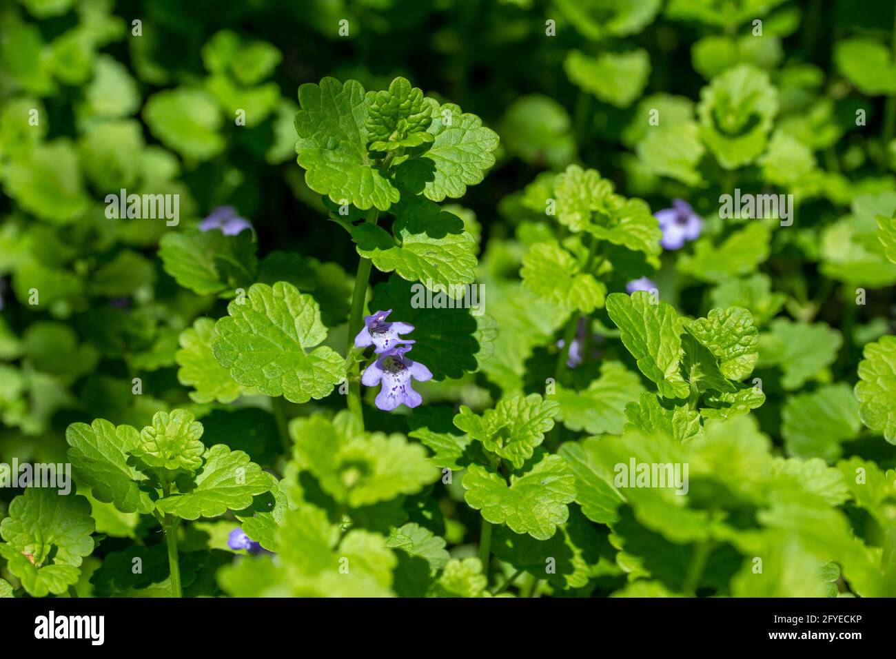 Makroansicht der kriechenden Charlie (gleckoma hederacea) Wildblumenpflanze, die in einem Wohnrasen wächst. Eine attraktive Pflanze, die aber oft als Unkraut gilt. Stockfoto