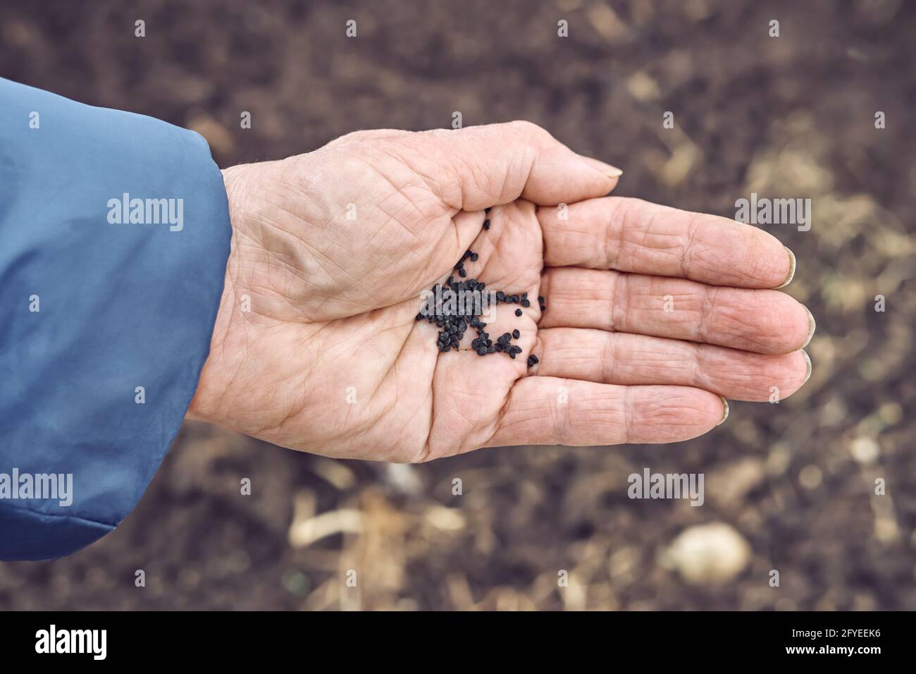 Ältere Frau hält kleine schwarze Basilikumsamen auf zerknittert Palme über dem Boden im Küchengarten am Frühlingstag schließen Obere Ansicht Stockfoto