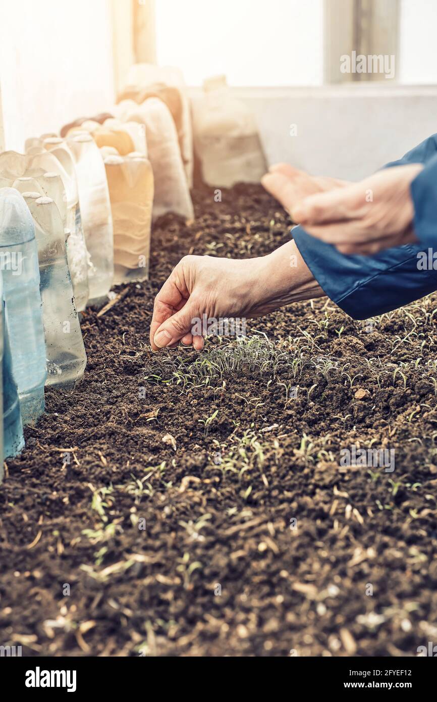 Ältere Frau legt kleine Rettichsamen in befruchteten Boden zu Gemüse im Küchengarten am Frühlingstag aus der Nähe anbauen Stockfoto