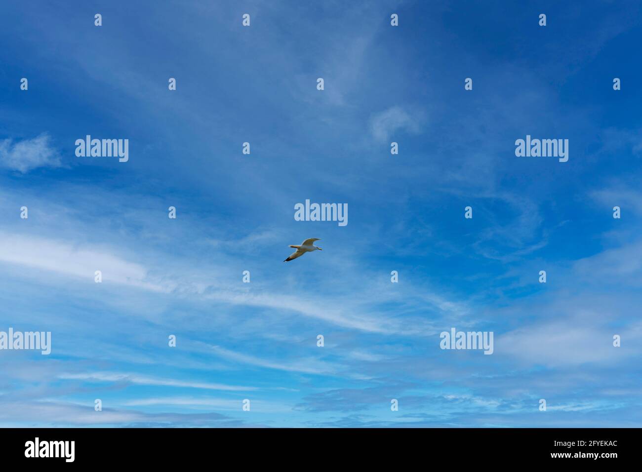 Eine Möwe, die allein am Himmel in Heybeliada, Istanbul, aufsteigt. Wie Jonathan Livingston. Stockfoto