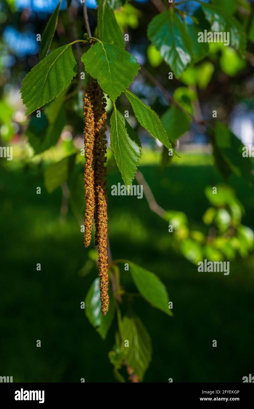 Zweige mit jungen Birkenblättern. Birke mit Kätzchen im Frühjahr Stockfoto