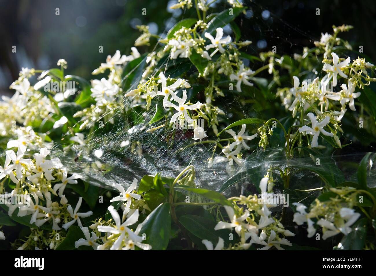 Trachelospermum jasminoides ist eine blühende Pflanze aus der Familie der Apocynaceae, die in Ost- und Südostasien beheimatet ist. Zu den gebräuchlichen Namen gehören c Stockfoto