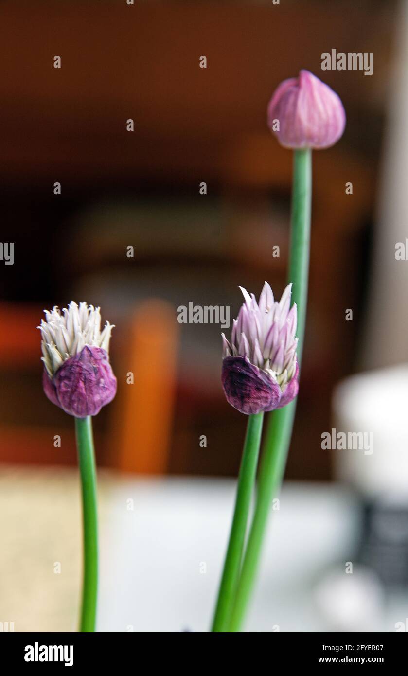 Allium schoenoprasum, Schnittblumen und Knospen. Frühling Stockfoto