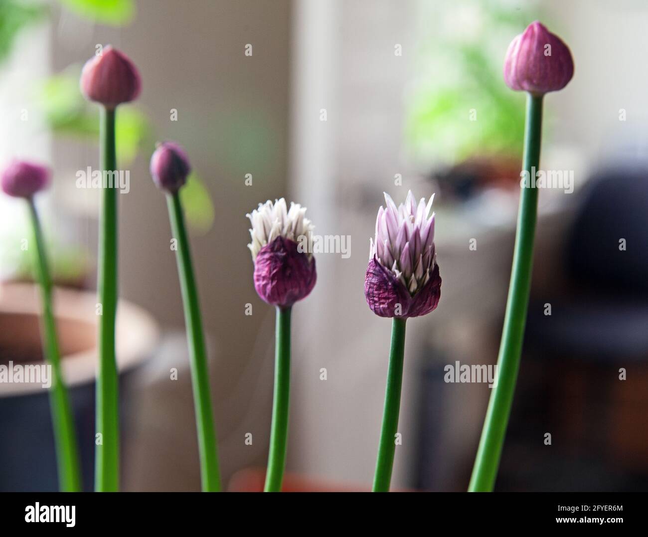 Allium schoenoprasum, Schnittblumen und Knospen. Frühling Stockfoto