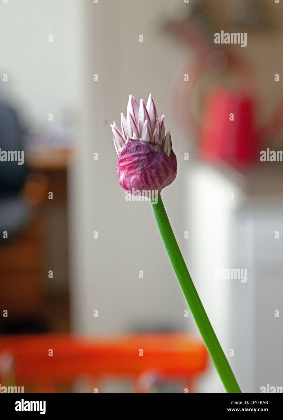 Allium schoenoprasum, Schnittblumen und Knospen. Frühling Stockfoto
