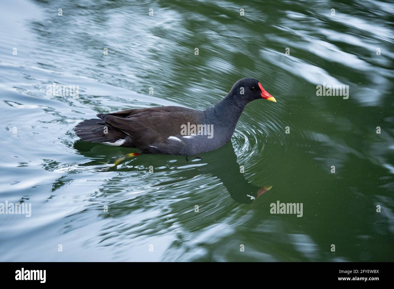 Lyon (Frankreich), 25. Mai 2021. Eine Moorhuhn-Gallinule, die sich auf dem Wasser eines Sees bewegt. Stockfoto