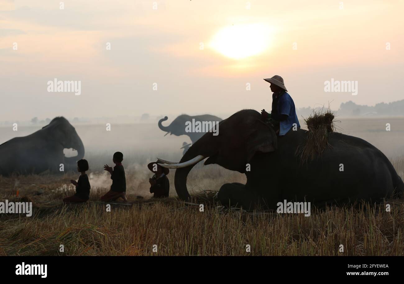 Thailand Landschaft; Silhouette Elefanten auf dem Hintergrund der Sonnenuntergang, Elefant Thai in Surin, Thailand. Stockfoto