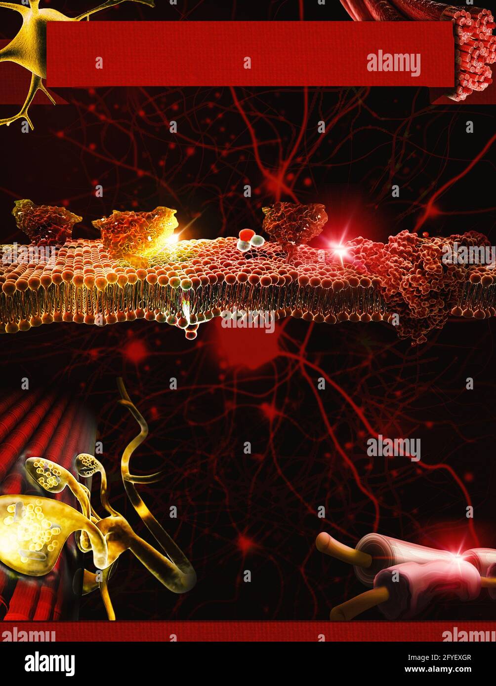 Eine Infografik-Vorlage, die sich auf die neuromuskuläre Kreuzung, Nerven, Muskeln, Zellen und Ionen des Körpers bezieht, mit einem dunkelroten und gelben Farbschema. Stockfoto