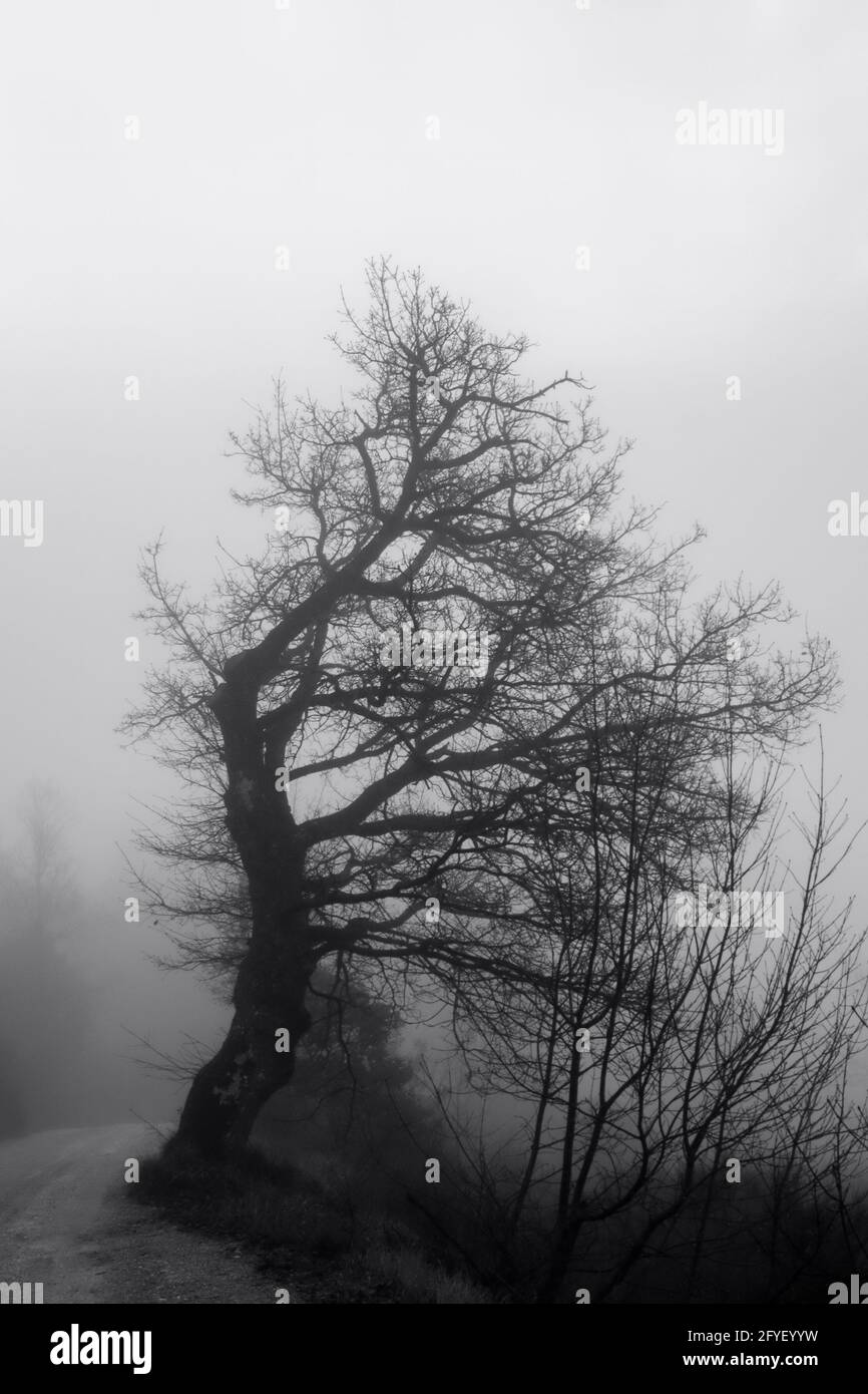 Bäume, die im Winter vom Nebel verdeckt werden. Mystische Kulisse. Stockfoto