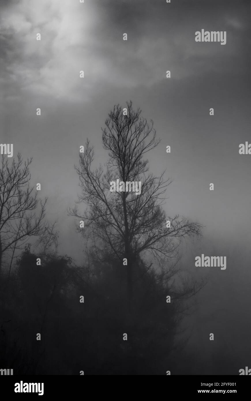 Bäume, die im Winter vom Nebel verdeckt werden. Mystische Kulisse. Stockfoto