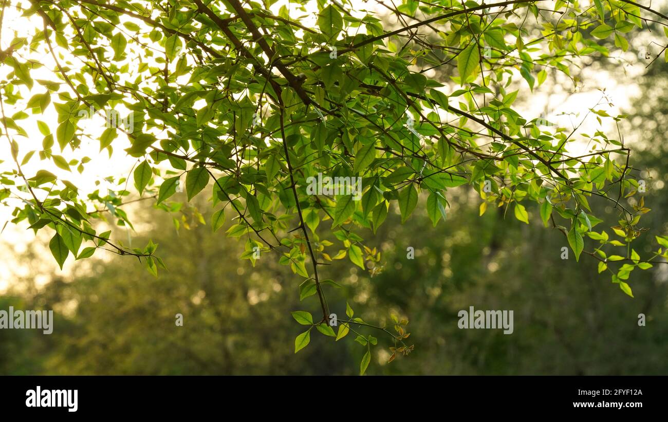 Bael Tree wunderschöne Blätter. Auch bekannt als Bengalquitte, goldener Apfel, japanische Bitterorange, Steinapfel oder Holzapfel. Stockfoto