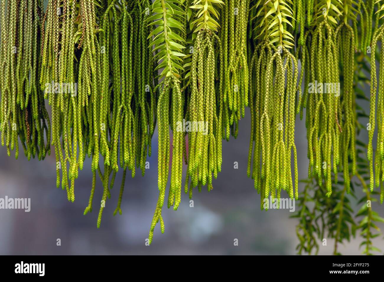 Kumpai Rantai (Phlegmariurus phlegmaria oder Huperzia phlegmaria) grüne Pflanze, eine seltene Art, die allgemein als grober Quastenfarn und gewöhnlicher Quastenfern bekannt ist Stockfoto