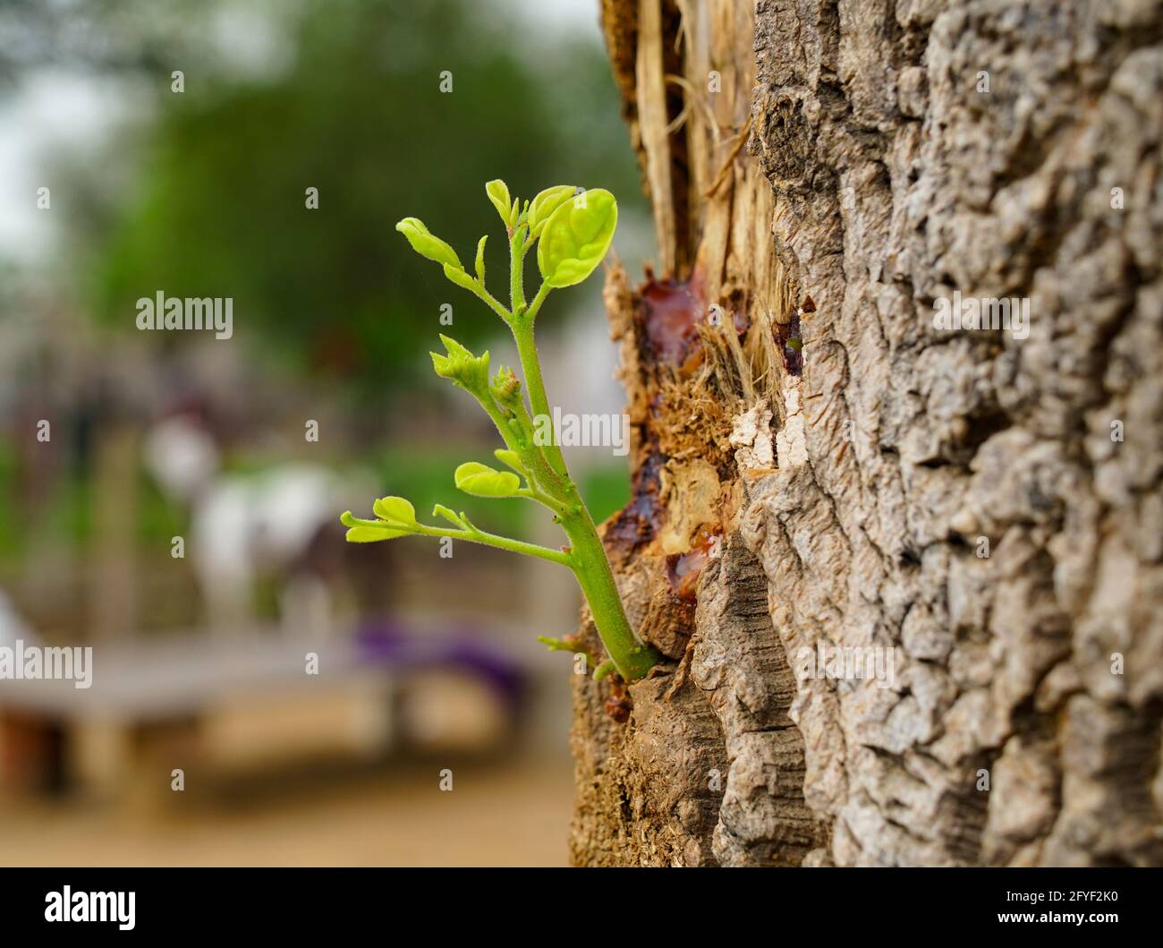 Neugeborene Drumstick oder Moringa auf unscharfer Baumrinde. Auf einem alten Drumstick oder Moringa-Baumstumpf entsteht neues Leben. Stockfoto