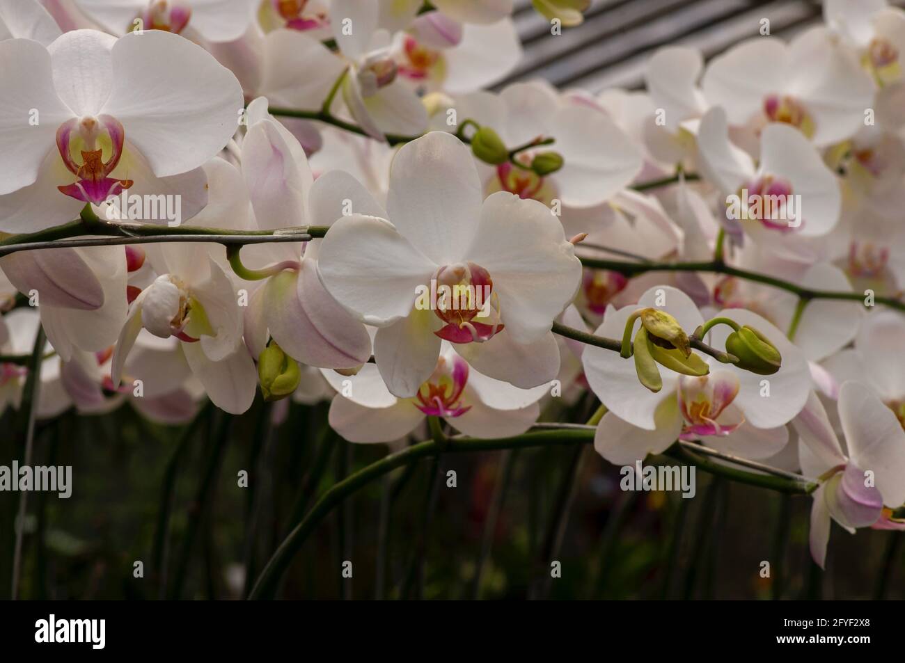 Orchideen der weißen Motte (Phalaenopsis amabilis), allgemein bekannt als die Mondorchidee, eine Art blühender Pflanze in der Orchideenfamilie Orchidaceae Stockfoto