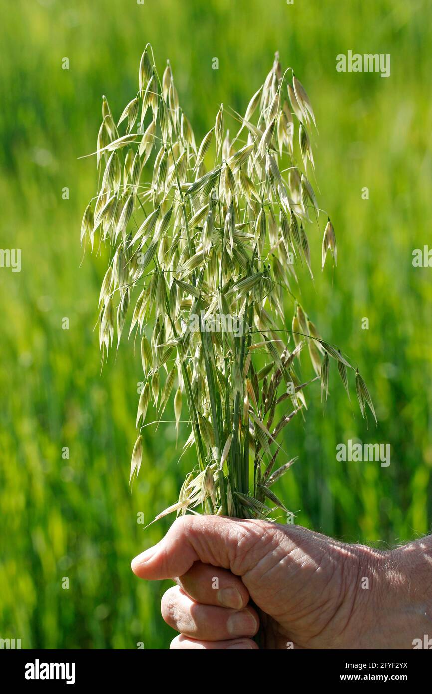 Hafer halten. Stockfoto