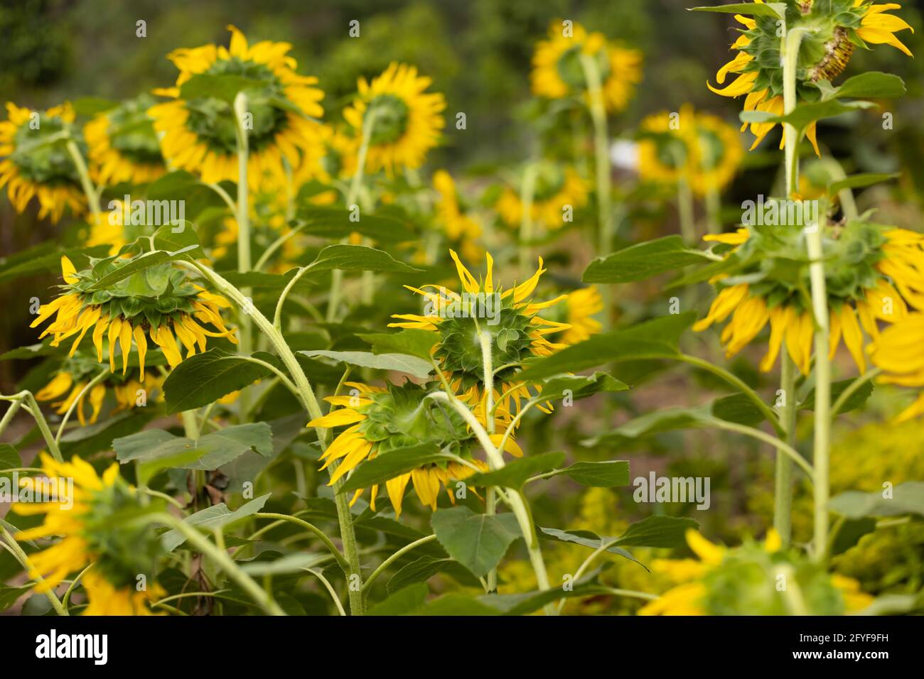 Sonnenblumen blühen in einer Sonnenblumenplantage, von hinten gesehen Stockfoto