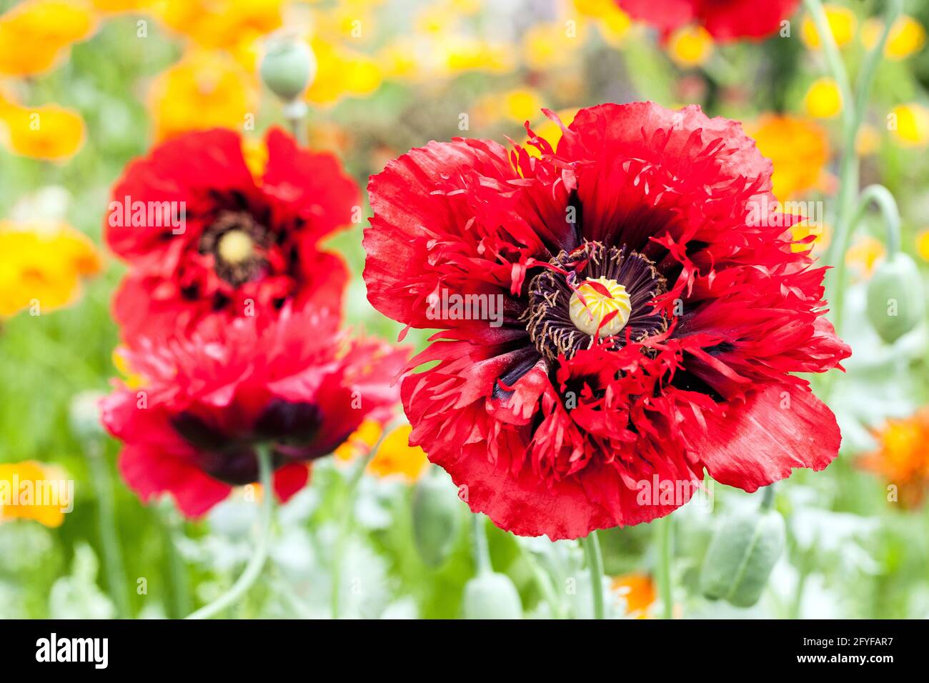 Papaver ernsthaft Scarlet trägt tiefrote Blüten mit zotteligen Blütenblättern, und das hat ein dunkles Zentrum, Papaver somniferum Red Opium Mohnblumen Stockfoto