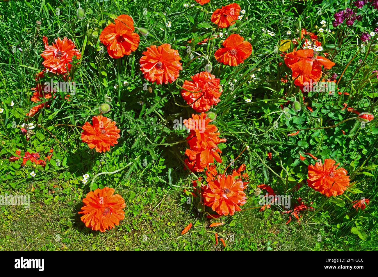 Rote Mohnblumen. Einige blühten, andere sind noch in den Knospen. Stockfoto