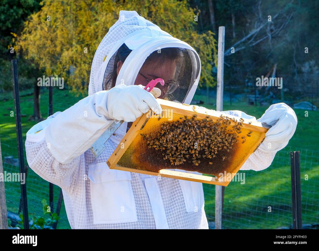 Imker trägt einen Schutzanzug mit einem Rahmen von Bienen Von einem Bienenstock Stockfoto