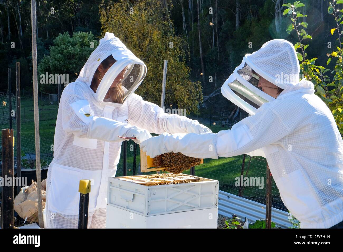 Imker und Assistent tragen Schutzkleidung, während die Gesundheit des Bienenstocks überprüft wird. Stockfoto