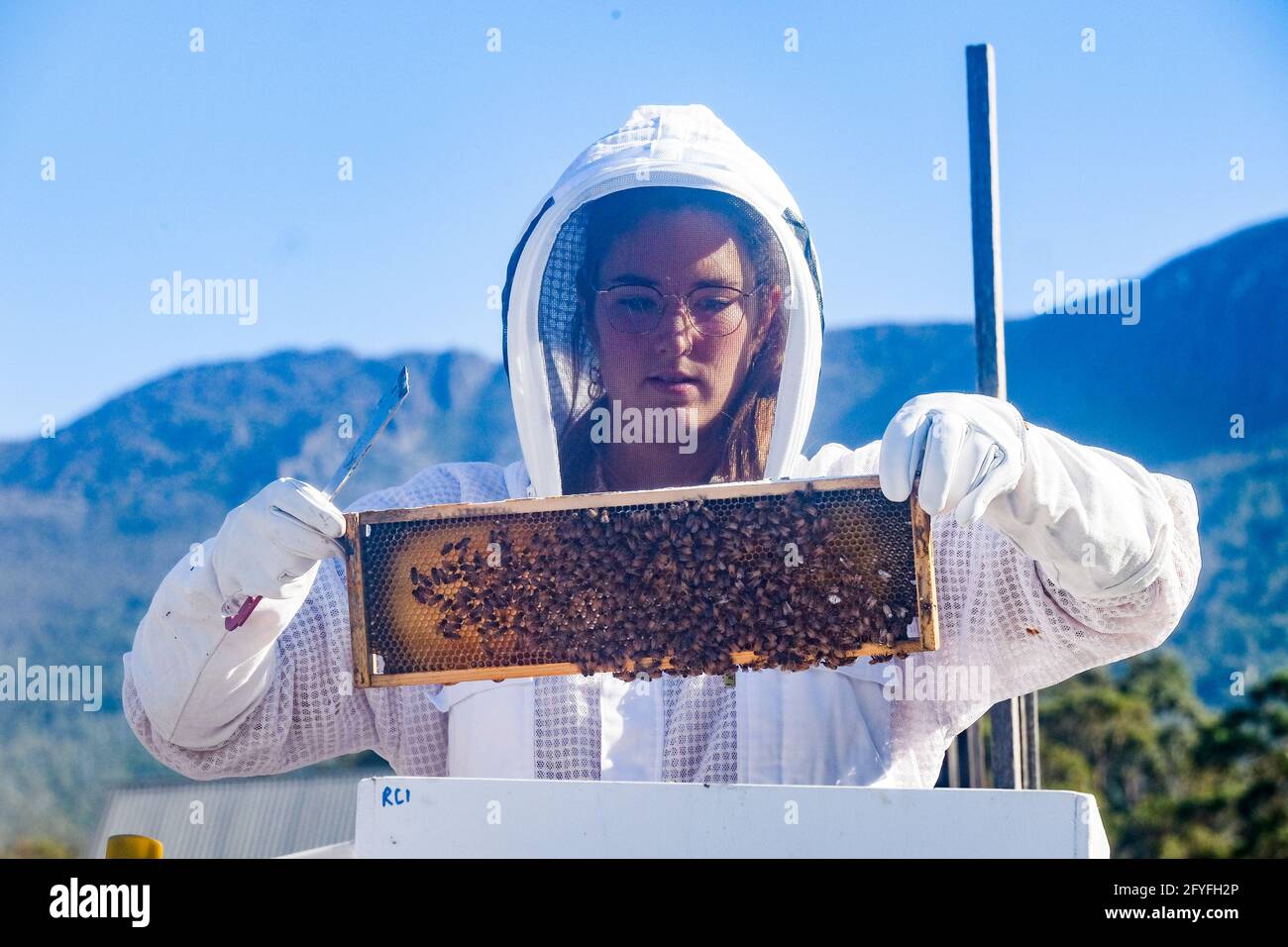 Imkerin trägt Schutzkleidung und überprüft die Gesundheit ihrer Bienenstöcke Stockfoto