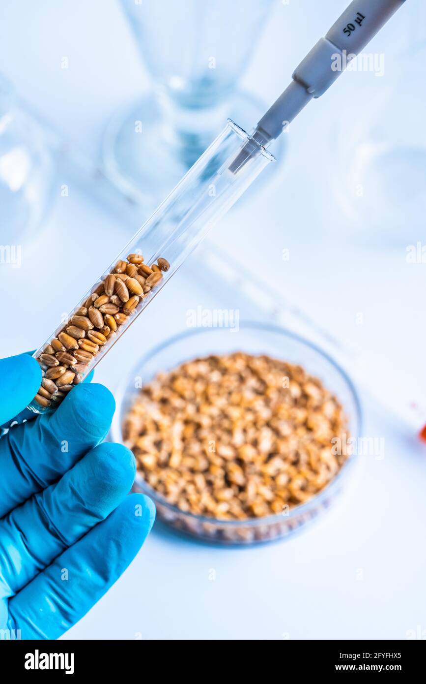 Forschungslabor für Agrarlebensmittel. Weizenkörner in einem Reagenzglas. Stockfoto
