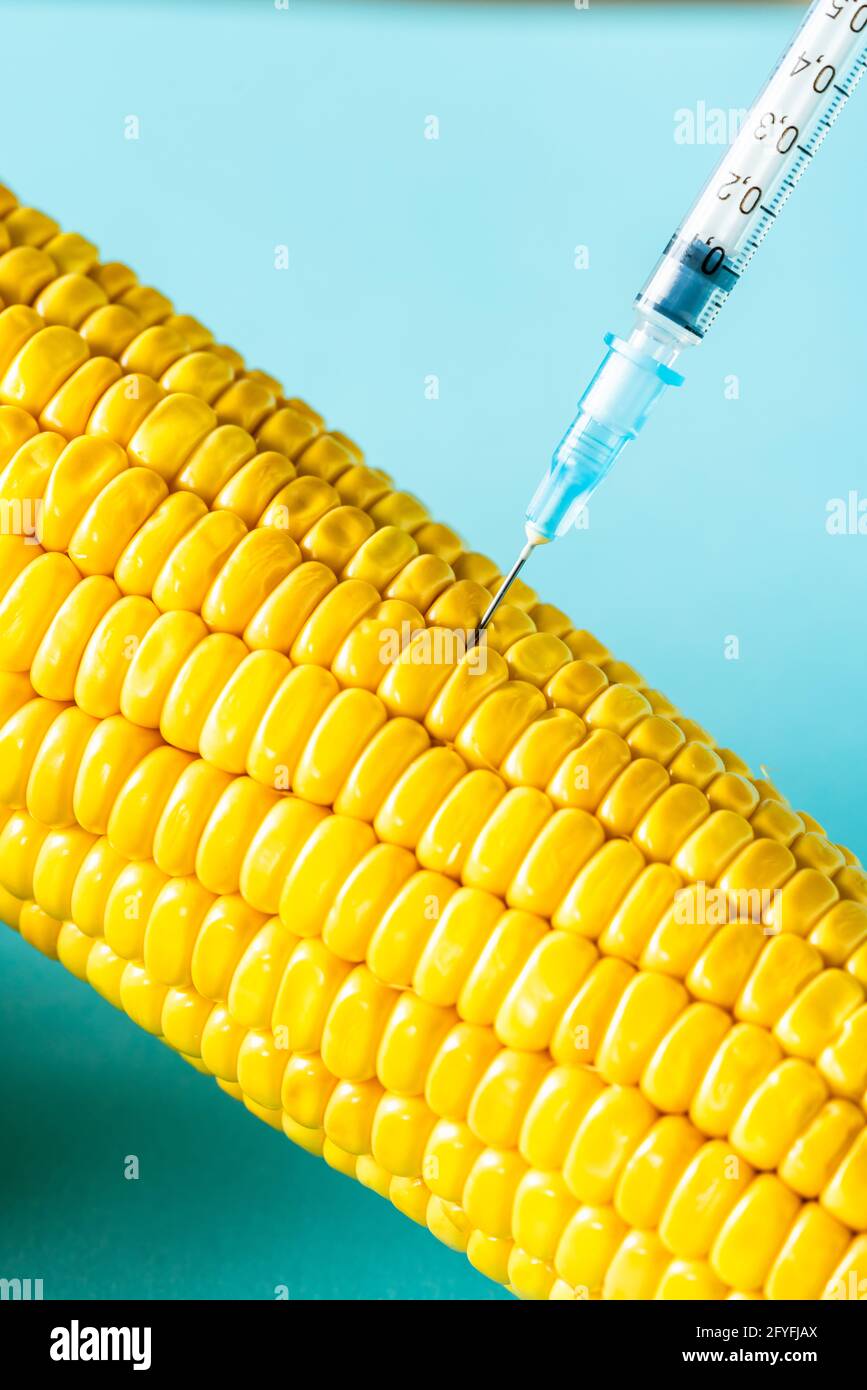 Gentechnisch veränderter Mais. Stockfoto
