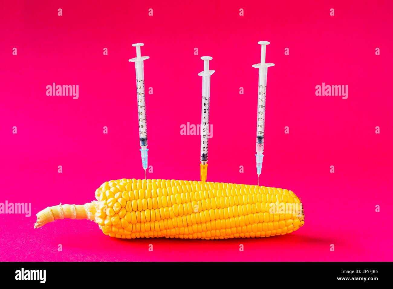 Gentechnisch veränderter Mais. Stockfoto