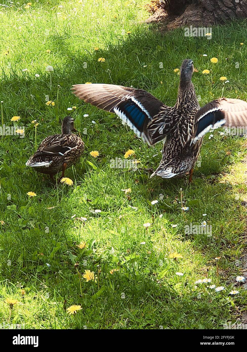 Mutter und Sohn Ente frei im Park Stockfoto