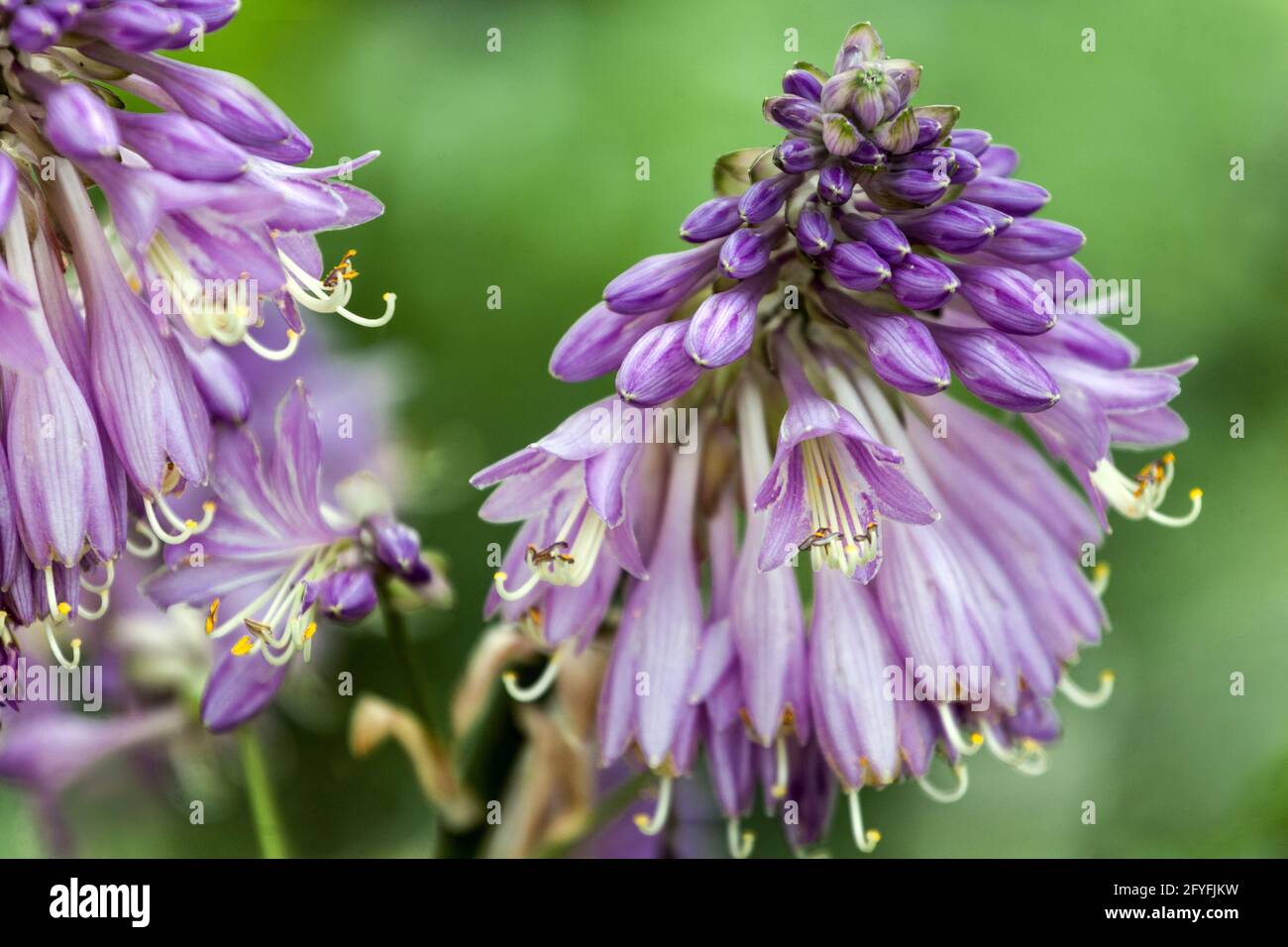 Blue Hosta Flowers blühende Hostas reich blühende Pflanze Stockfoto