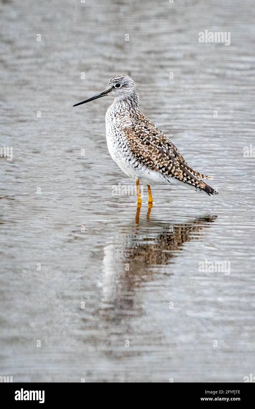 Größere gelbe Beine wandern entlang der Ufer des Strawberry Creek auf der Suche nach einem Essen in einem DCLT Naturschutzgebiet direkt außerhalb von Sturgeon Bay WI. Stockfoto