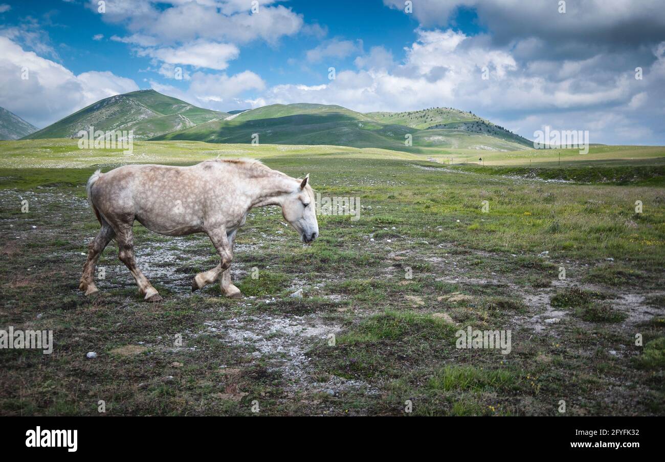 Pferde im Kleinen Tibet Stockfoto