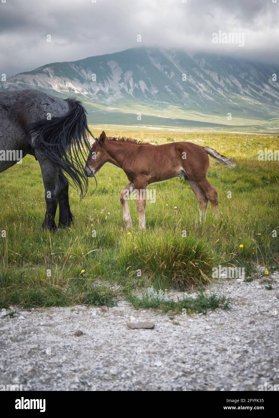 Pferde im Kleinen Tibet Stockfoto