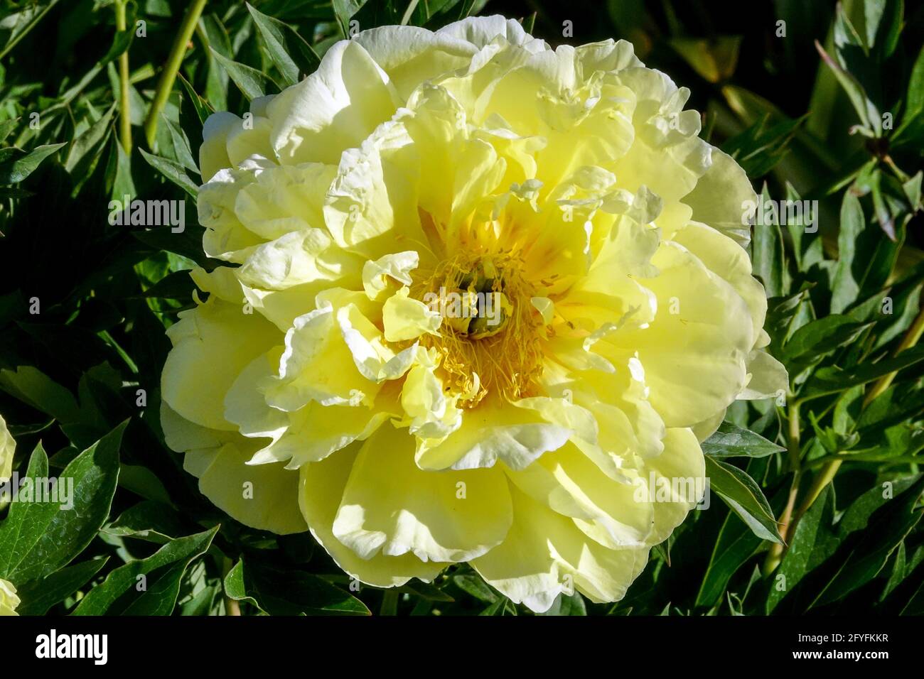 Pfingstrose Bartzella Zitronengelb auffällige große schüsselförmige Blume Paeonia Bartzella Intersectional Pfingstrose Itoh blühend blühend Stockfoto