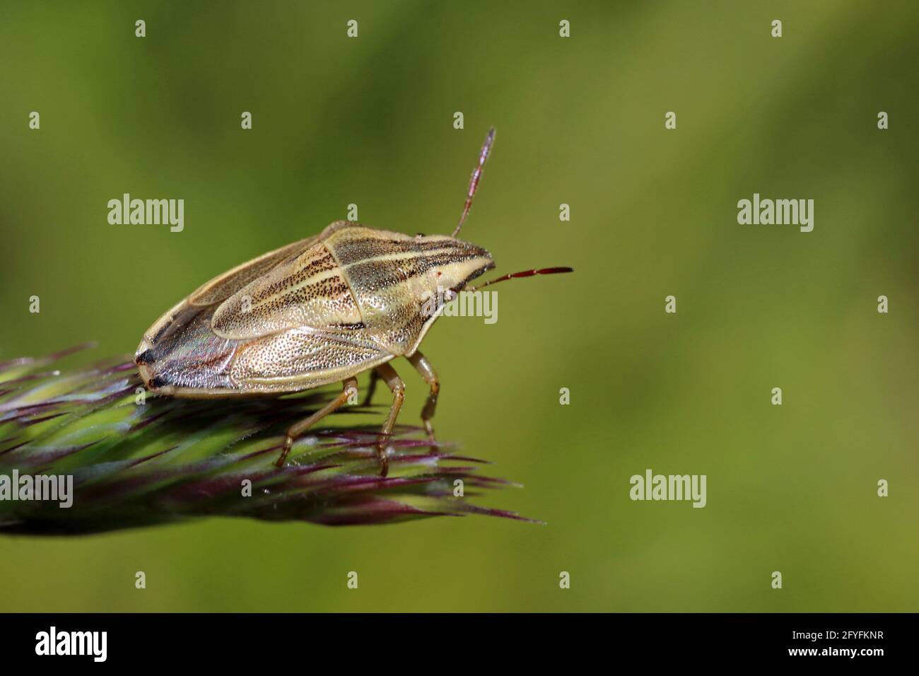 Bishop's Mitre Shieldbug Aelia acuminata Stockfoto